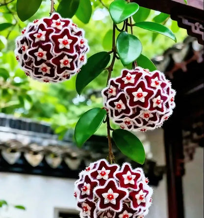 ✨Hoya Bulbs- Stars falling from the sky✨ | 🔥Buy 1 Get 1 Free🔥