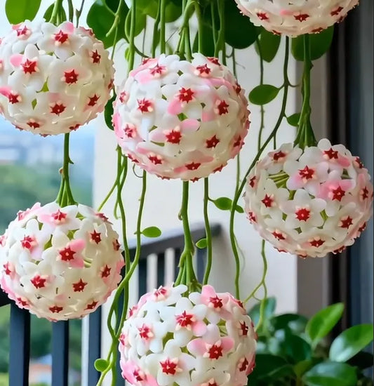 ✨Hoya Bulbs- Stars falling from the sky✨ | 🔥Buy 1 Get 1 Free🔥