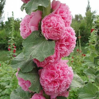 Double Hollyhock Seeds | 🔥Buy 1 Get 1 Free🔥