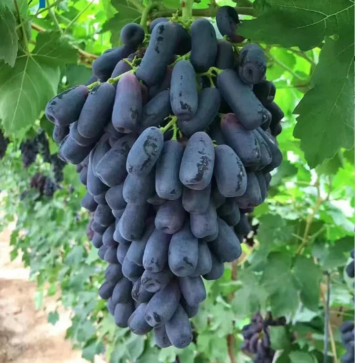 🍇 Fresh Sapphire Grapes | 🔥Buy 1 Get 1 Free🔥