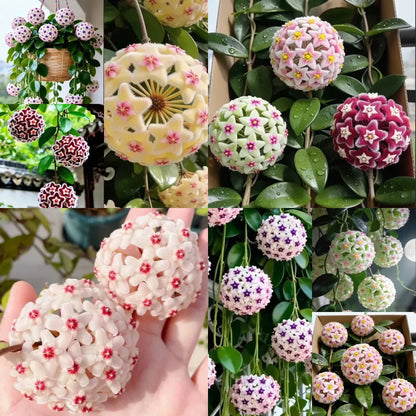 ✨Hoya Bulbs- Stars falling from the sky✨ | 🔥Buy 1 Get 1 Free🔥