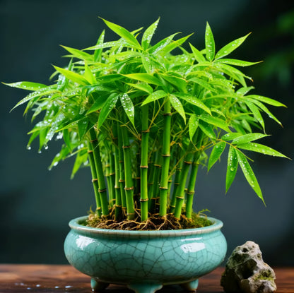 🏆Evergreen Lucky Bamboo Seed | 🔥Buy 1 Get 1 Free🔥