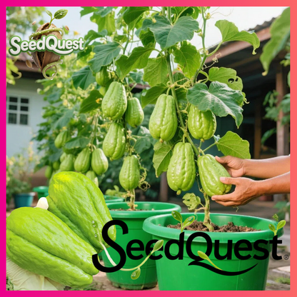 🥒 High-Yield Fresh Chayote Seeds | 🔥Buy 1 Get 1 Free🔥