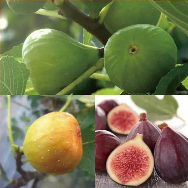 🔥Last Day 49% OFF - 🌿Brown Turkey Fig Seeds | 🔥Buy 1 Get 1 Free🔥