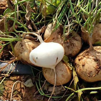 MUMA MOUNTAIN SWEET POTATO SEEDS | 🔥Buy 1 Get 1 Free🔥