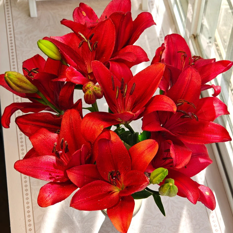 ⚜️Perennial Perfume lily bulbs – hardy, easy to maintain, and long-lasting blooms