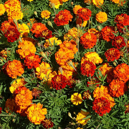 🌷Calendula - Easily Mixed Colorsfor All Seasons | 🔥Buy 1 Get 1 Free🔥