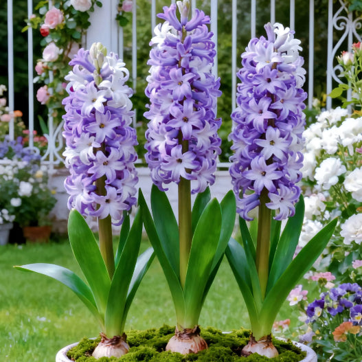 💐Bi-Color Mutation Hyacinth Bulbs | 🔥Buy 1 Get 1 Free🔥