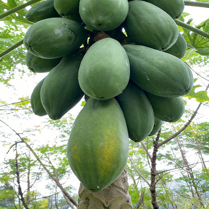 🥭 Creamy Papaya Seeds | 🔥Buy 1 Get 1 Free🔥
