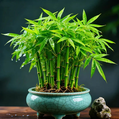 🌿 DreamBamboo — Multi-Color Lucky Bamboo Seeds | 🔥Buy 1 Get 1 Free🔥