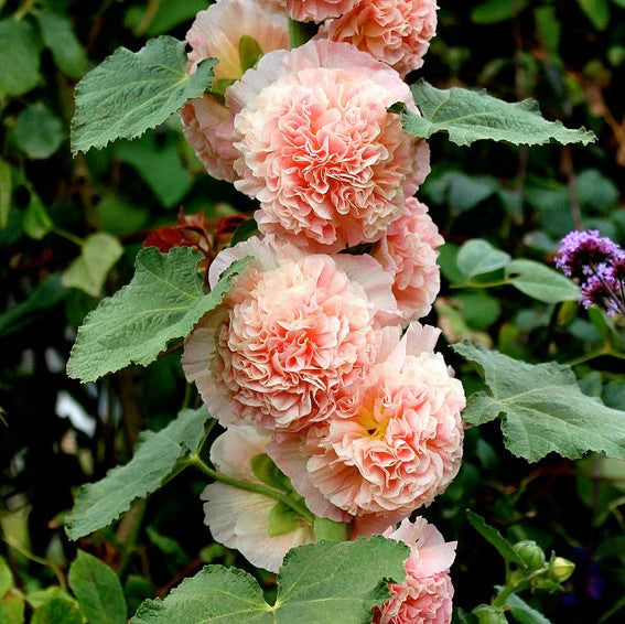 Double Hollyhock Seeds | 🔥Buy 1 Get 1 Free🔥