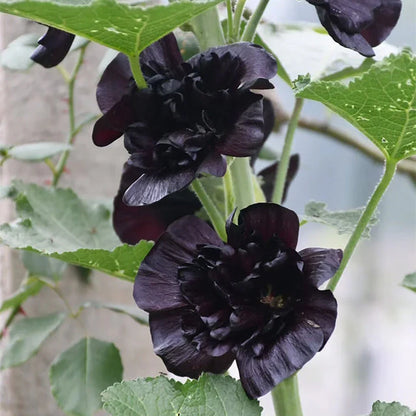 Double Hollyhock Seeds | 🔥Buy 1 Get 1 Free🔥