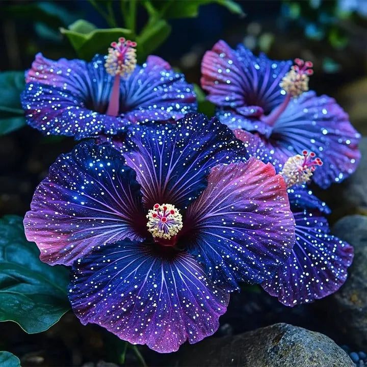 🌸Double Hibiscus Seeds - Easy to Grow | 🔥Buy 1 Get 1 Free🔥