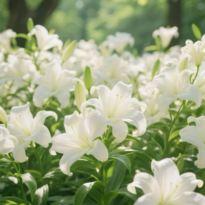 ⚜️Perennial Perfume lily bulbs – hardy, easy to maintain, and long-lasting blooms