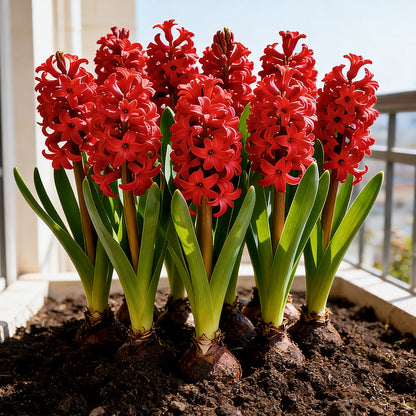 💐Bi-Color Mutation Hyacinth Bulbs | 🔥Buy 1 Get 1 Free🔥