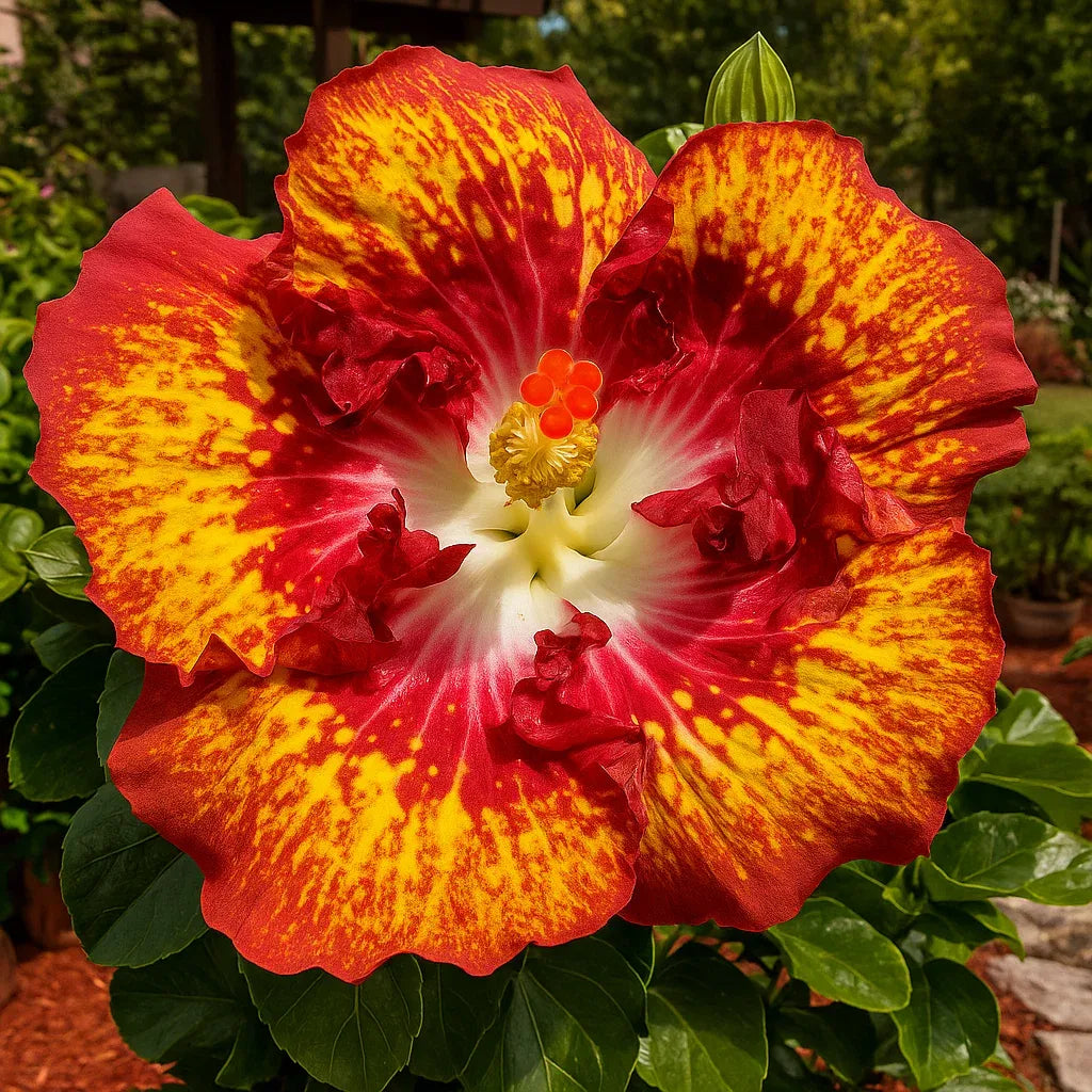 🌸Double Hibiscus Seeds - Easy to Grow | 🔥Buy 1 Get 1 Free🔥