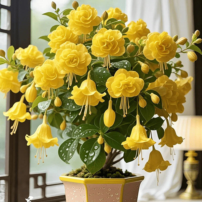 🌸 Double Fuchsia – Beautiful Shade-Loving Flowering Plants | 🔥Buy 1 Get 1 Free🔥