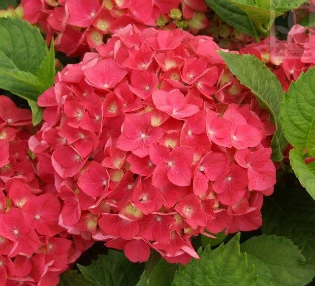 🌈Mix Hydrangea Seeds - Beautiful and Hardy Perennial Seeds for Your Garden | 🔥Buy 1 Get 1 Free🔥