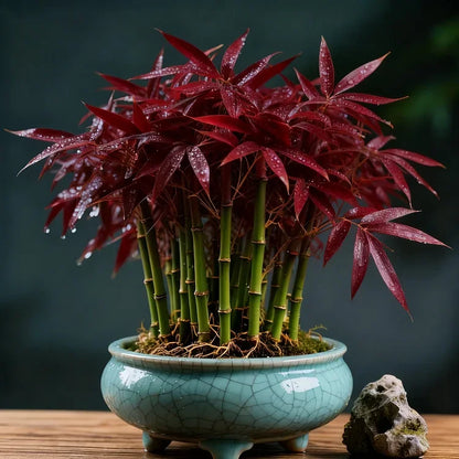 🌿 DreamBamboo — Multi-Color Lucky Bamboo Seeds | 🔥Buy 1 Get 1 Free🔥