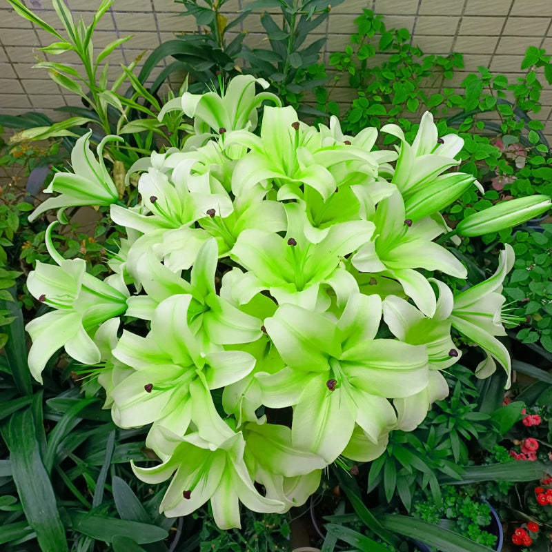 ⚜️Perennial Perfume lily bulbs – hardy, easy to maintain, and long-lasting blooms