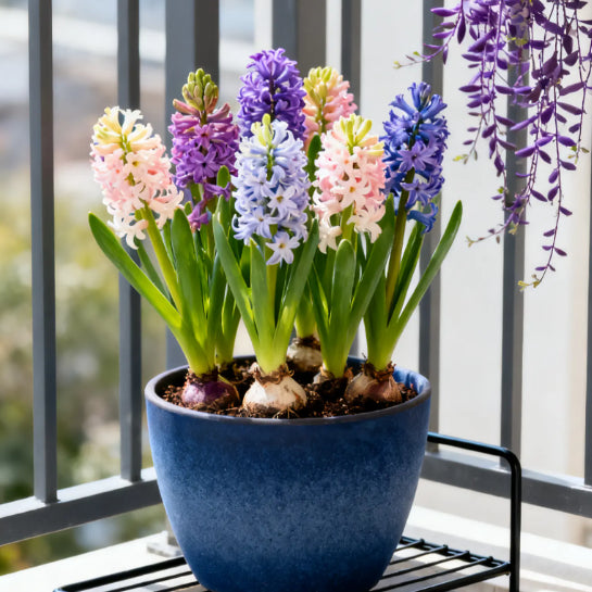 💐Bi-Color Mutation Hyacinth Bulbs | 🔥Buy 1 Get 1 Free🔥