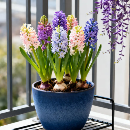 💐Bi-Color Mutation Hyacinth Bulbs | 🔥Buy 1 Get 1 Free🔥