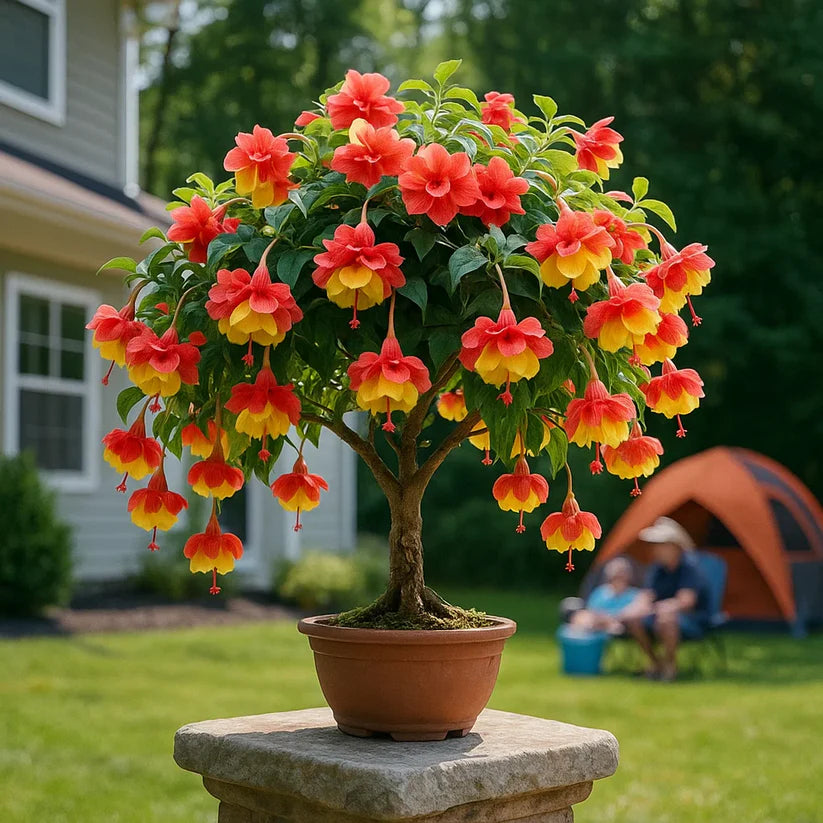 🌸 Double Fuchsia – Beautiful Shade-Loving Flowering Plants | 🔥Buy 1 Get 1 Free🔥