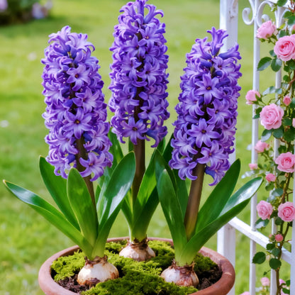 💐Bi-Color Mutation Hyacinth Bulbs | 🔥Buy 1 Get 1 Free🔥