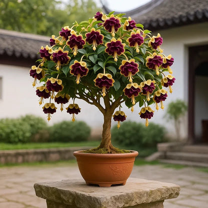 🌸 Double Fuchsia – Beautiful Shade-Loving Flowering Plants | 🔥Buy 1 Get 1 Free🔥