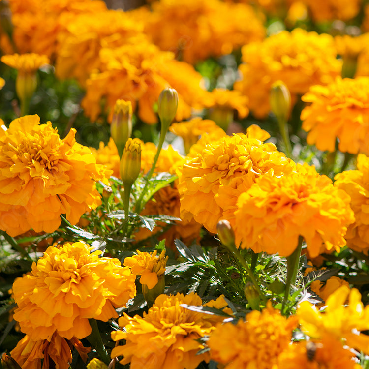 🌷Calendula - Easily Mixed Colorsfor All Seasons | 🔥Buy 1 Get 1 Free🔥