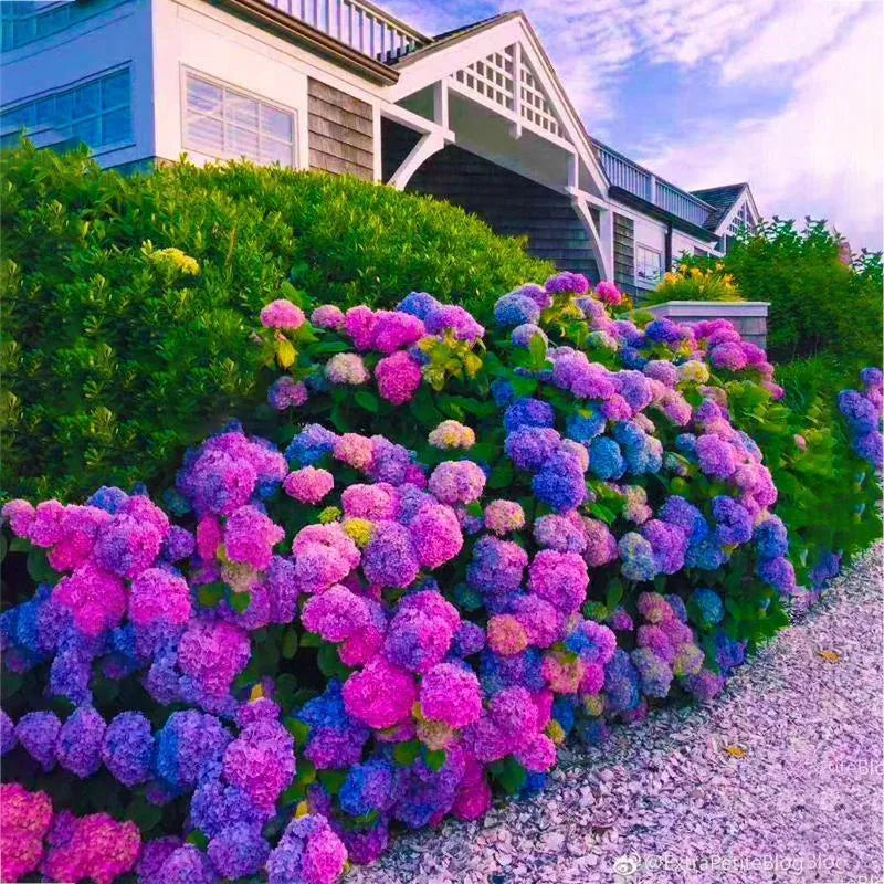 🌈Mix Hydrangea Seeds - Beautiful and Hardy Perennial Seeds for Your Garden | 🔥Buy 1 Get 1 Free🔥