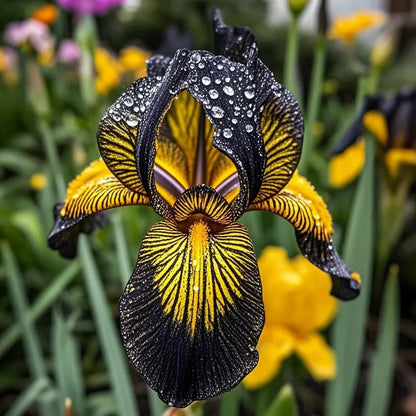 ⚜️Rare Tall Bearded Iris | 🔥Buy 1 Get 1 Free🔥