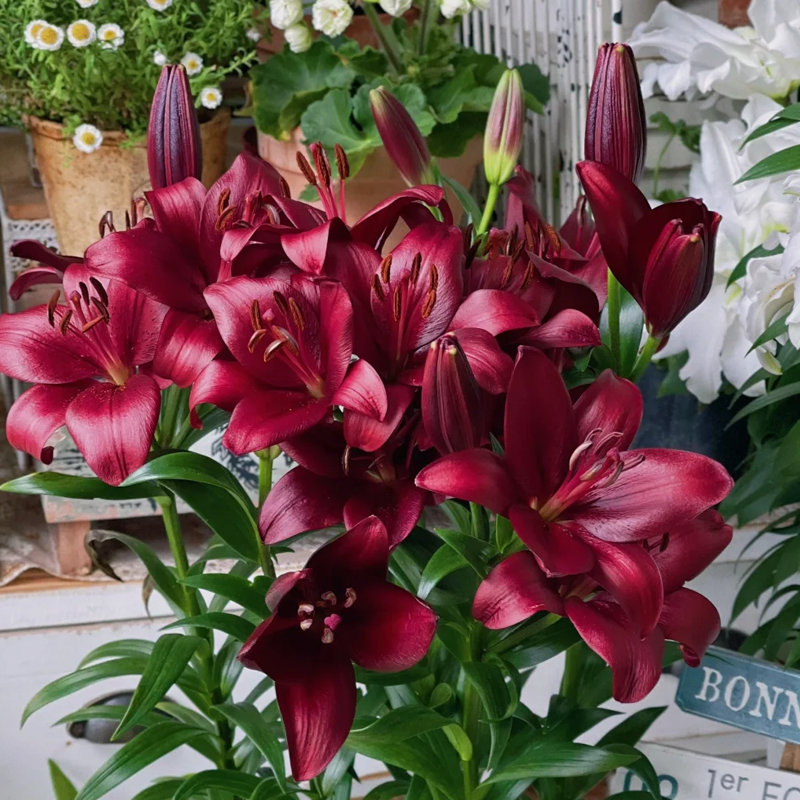 ⚜️Perennial Perfume lily bulbs – hardy, easy to maintain, and long-lasting blooms