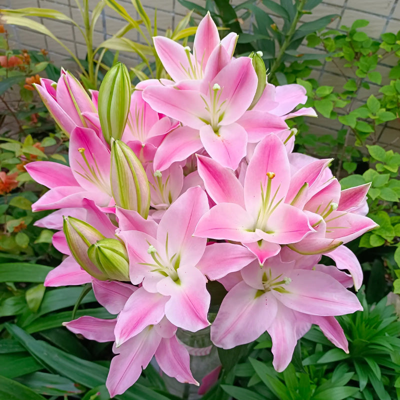 ⚜️Perennial Perfume lily bulbs – hardy, easy to maintain, and long-lasting blooms