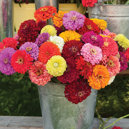 Zinnia Seeds | 🔥Buy 1 Get 1 Free🔥