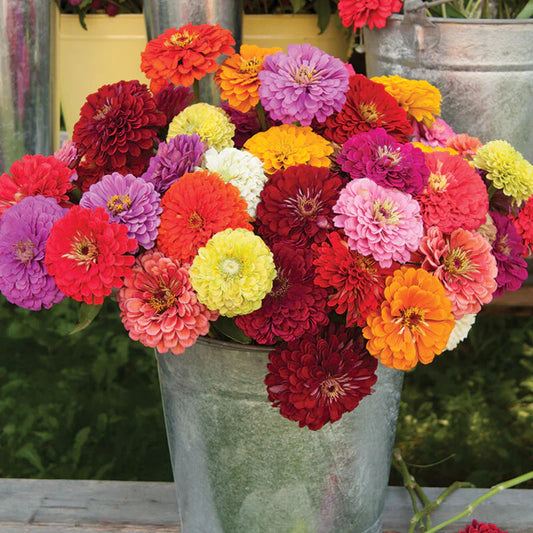 Zinnia Seeds | 🔥Buy 1 Get 1 Free🔥