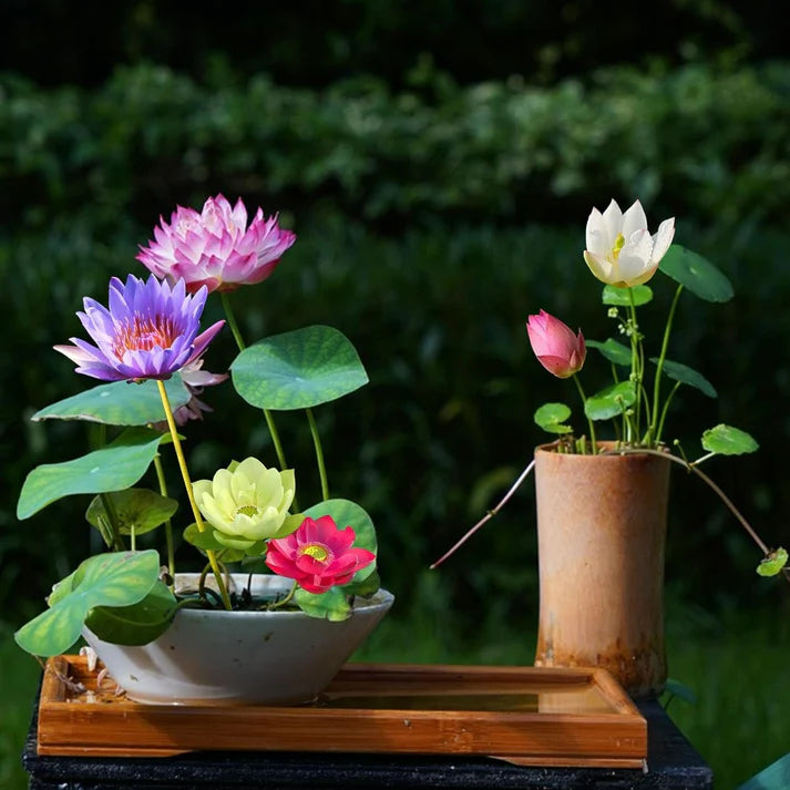 💐The Sacred Bonsai Bowl Lotus Flower | 🔥Buy 1 Get 1 Free🔥