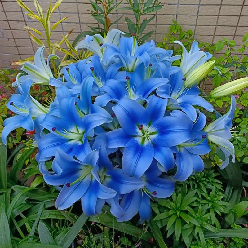 ⚜️Perennial Perfume lily bulbs – hardy, easy to maintain, and long-lasting blooms