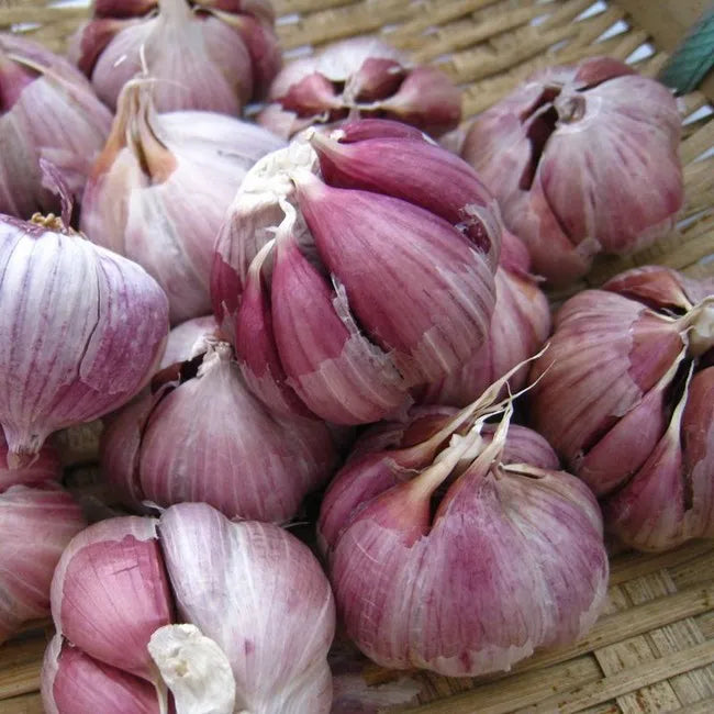 🧄Single Clove Garlic: Bold Flavor, Healthy Choice! | 🔥Buy 1 Get 1 Free🔥