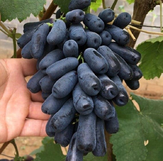 🍇 Fresh Sapphire Grapes | 🔥Buy 1 Get 1 Free🔥
