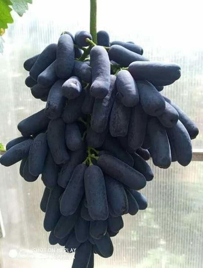 🍇 Fresh Sapphire Grapes | 🔥Buy 1 Get 1 Free🔥