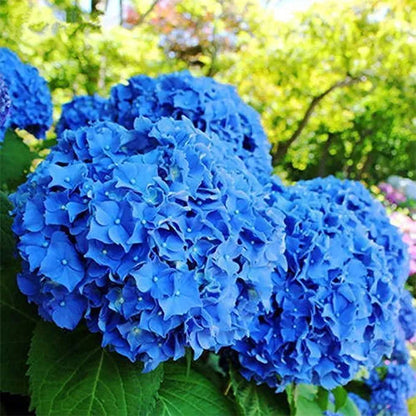 🌈Mix Hydrangea Seeds - Beautiful and Hardy Perennial Seeds for Your Garden | 🔥Buy 1 Get 1 Free🔥