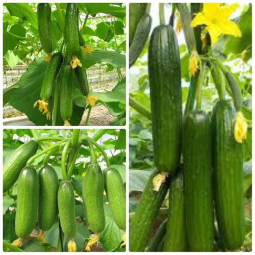 🥒 Superfruit Cluster Cucumber Seeds | 🔥Buy 1 Get 1 Free🔥