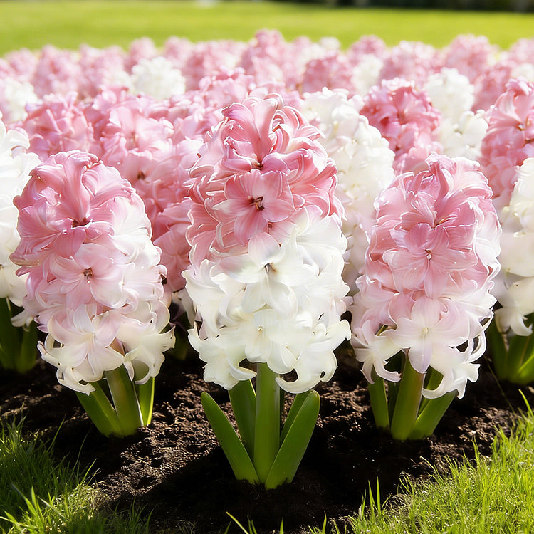💐Bi-Color Mutation Hyacinth Bulbs | 🔥Buy 1 Get 1 Free🔥