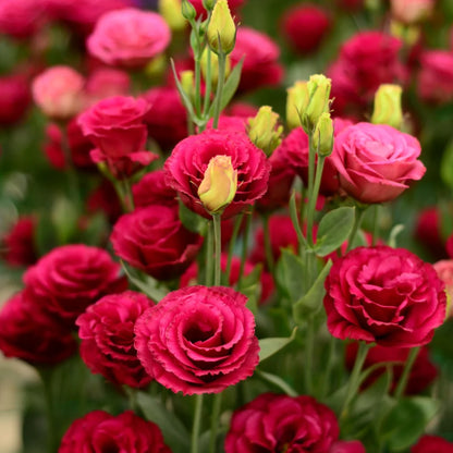 🌺Lisianthus - Sincere Love