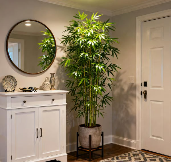 🏆Evergreen Lucky Bamboo Seed | 🔥Buy 1 Get 1 Free🔥