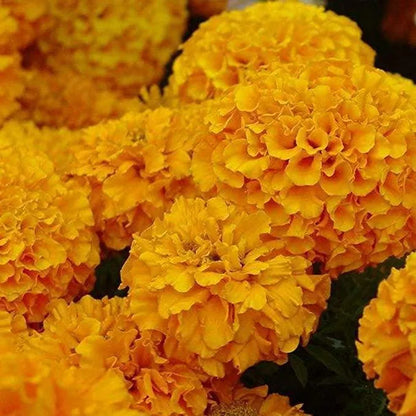 🌈Mix Hydrangea Seeds - Beautiful and Hardy Perennial Seeds for Your Garden | 🔥Buy 1 Get 1 Free🔥