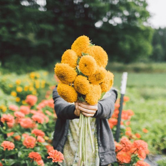 Teddy Bear Sunflower Seeds | 🔥Buy 1 Get 1 Free🔥