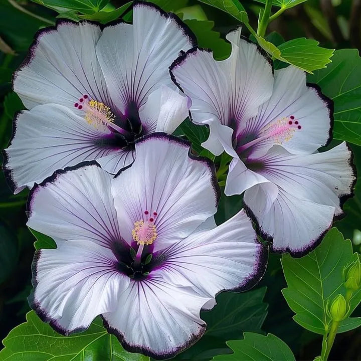 🌸Double Hibiscus Seeds - Easy to Grow | 🔥Buy 1 Get 1 Free🔥
