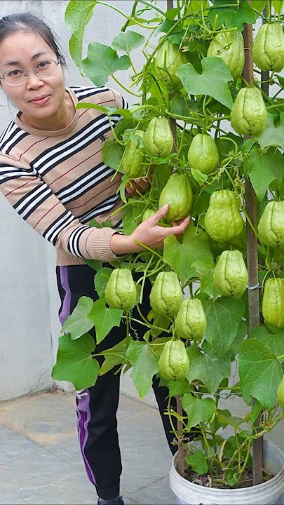 🥒 High-Yield Fresh Chayote Seeds | 🔥Buy 1 Get 1 Free🔥